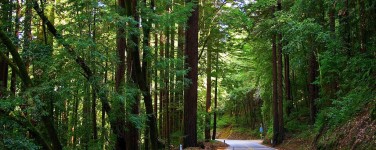 Photo of Highway 9 roadway and redwoods